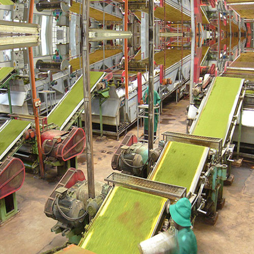 Conveyor for Tea Machinery